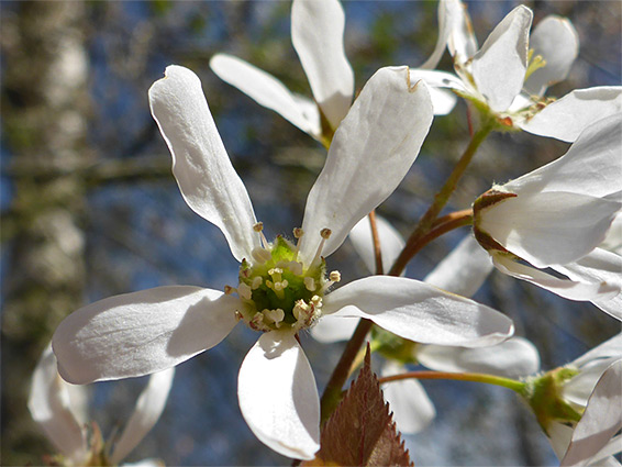 Non-overlapping petals