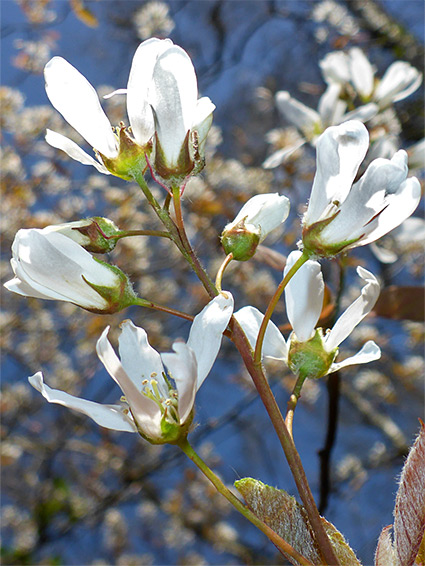 Green calyces