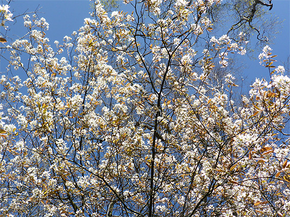 Spring blossom