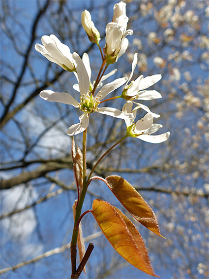 Flowers and leaves