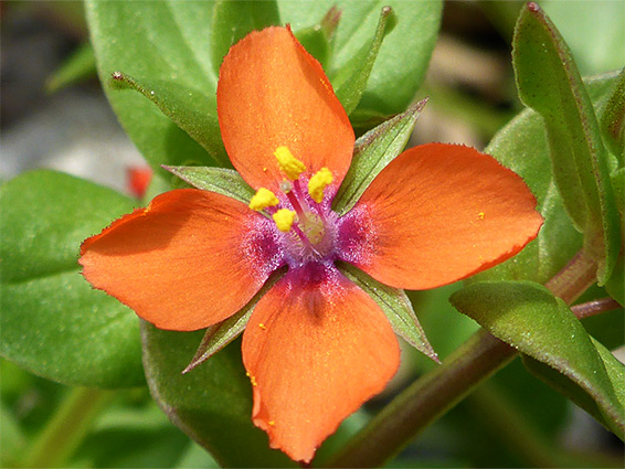 Four-petalled flower