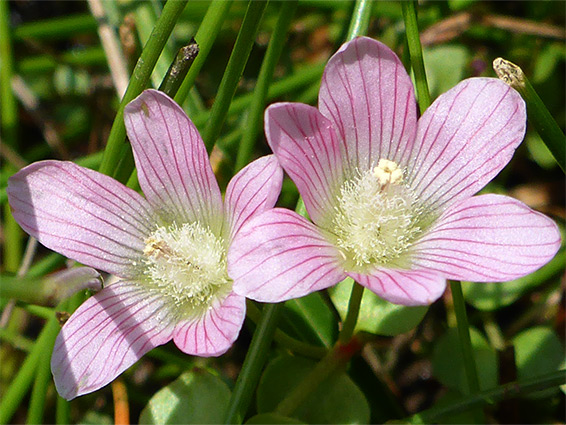 Pair of flowers