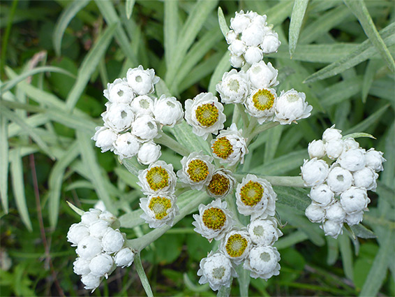 Pearly everlasting (anaphalis margaritacea), Llyn Fach, Neath Port Talbot