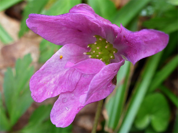 Withering flower