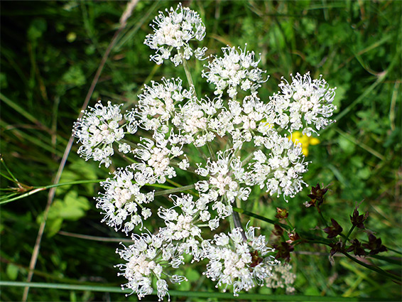 Flat-topped flower cluster