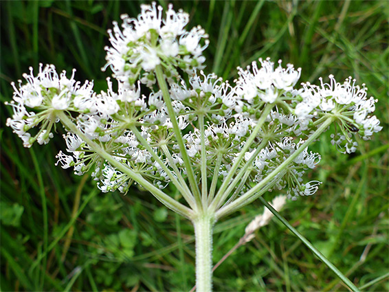 Bractless inflorescence