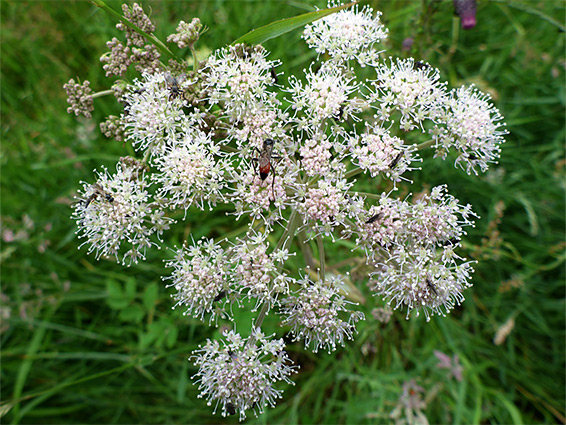 Compound umbel