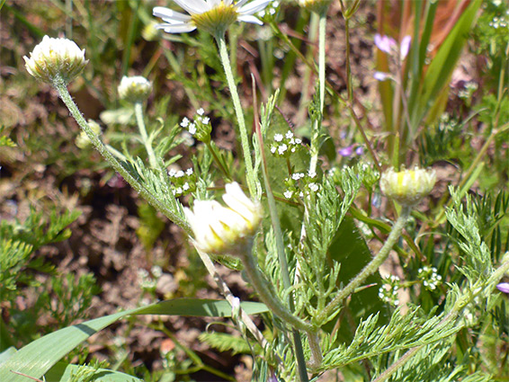 Leaves and flowerheads