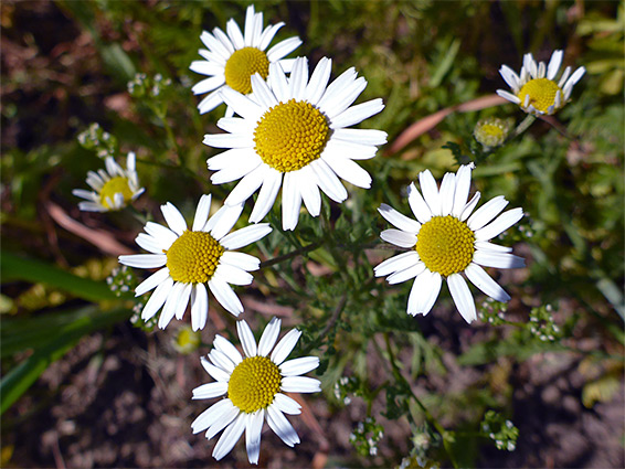 Clustered flowerheads