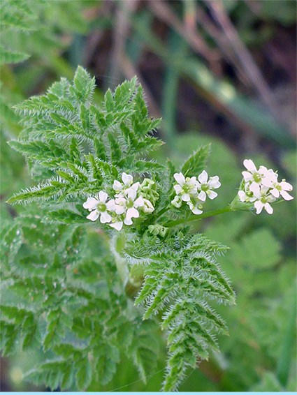 Finely-divided leaves