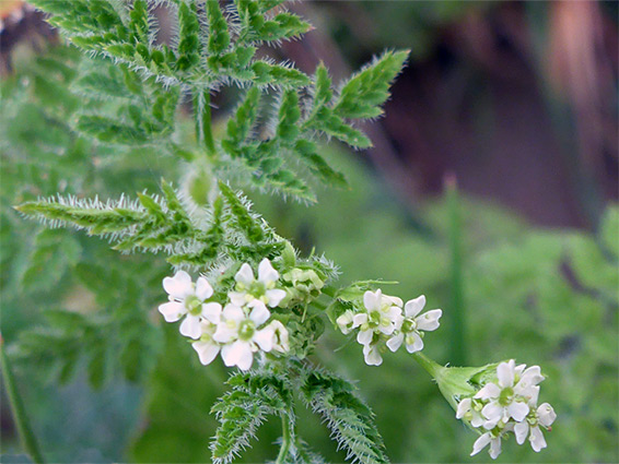 Leaves and flowers