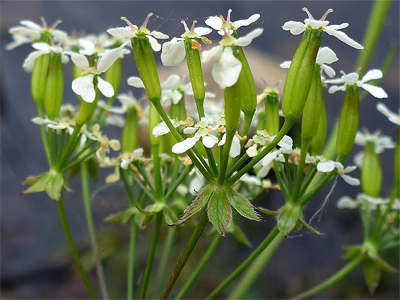 Developing fruits