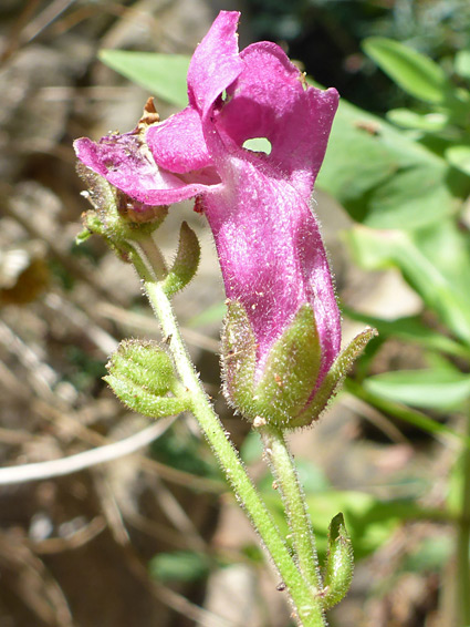 Corolla and calyx