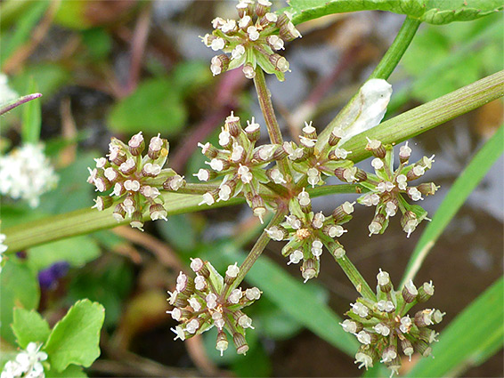 Developing fruits