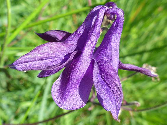 Sparsely hairy flower