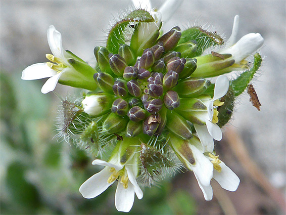 Top of a flower cluster