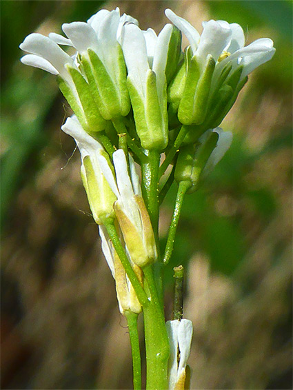 Hairless flower stalks