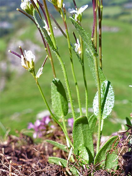 Hairy basal leaves