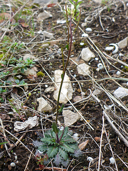 Flowering plant