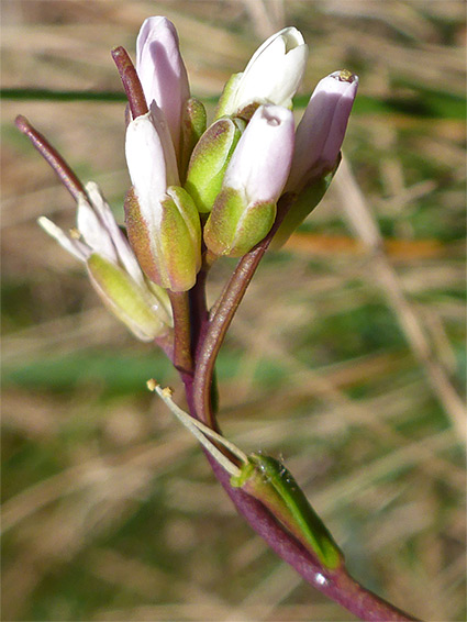 Clustered flowers