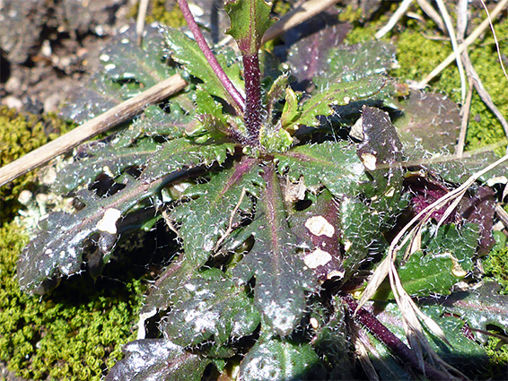 Leaf rosette