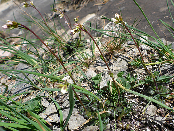 Group of stems