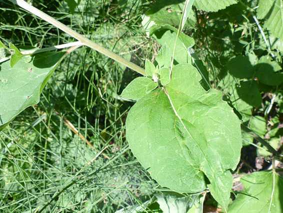 Broad leaves