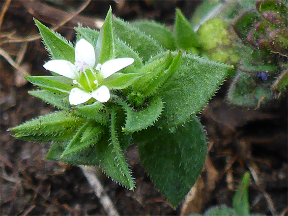 Solitary flower