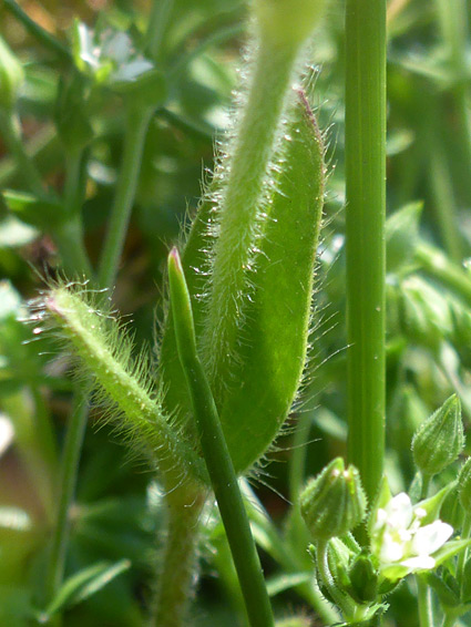 Closely-spaced leaves