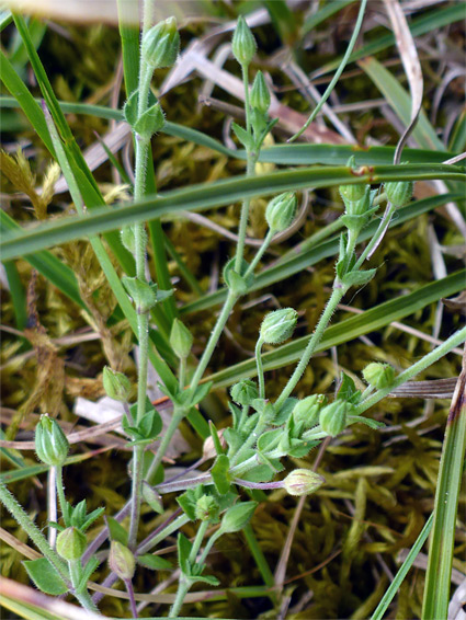 Branched stems