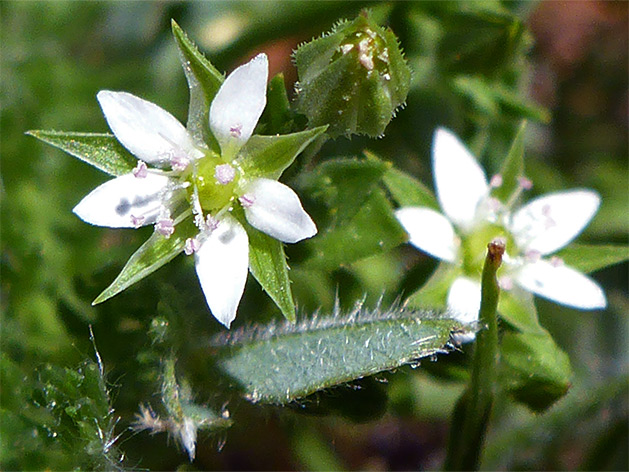 Thyme-leaf sandwort (arenaria serpyllifolia), Ham Hill Nature Reserve, Wiltshire