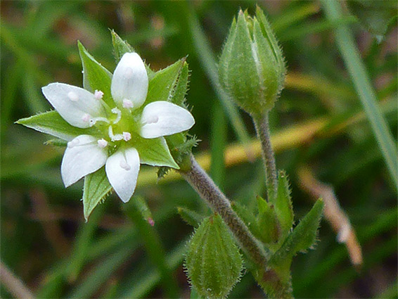 Flower and bud