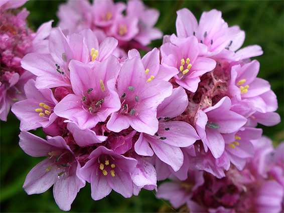 Armeria maritima (sea thrift), Clevedon, Somerset