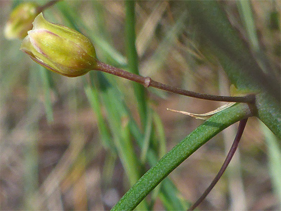 Garden asparagus (asparagus officinalis), Berrow Dunes, Somerset