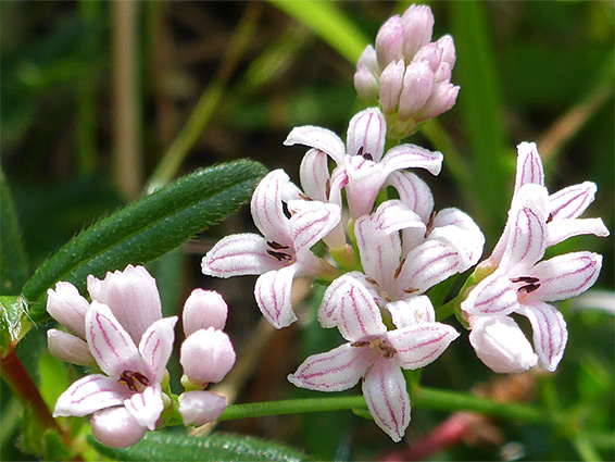 Asperula cynanchica (squinancywort), Barrow Wake, Gloucestershire