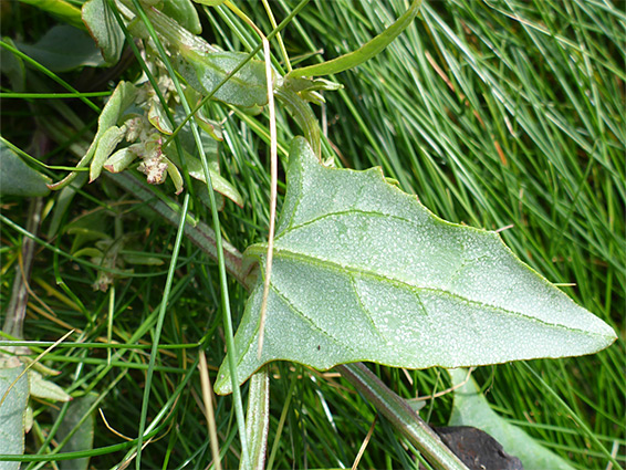 Mealy leaf