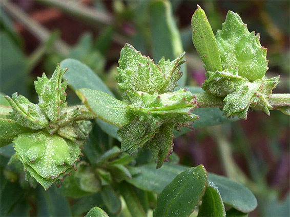 Developing fruits