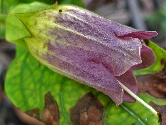 Dull purple flower