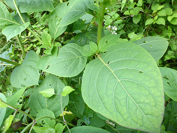 Broad leaves