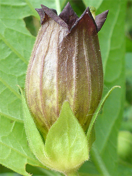 Calyx lobes