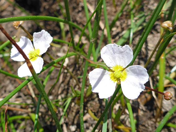 Two flowers