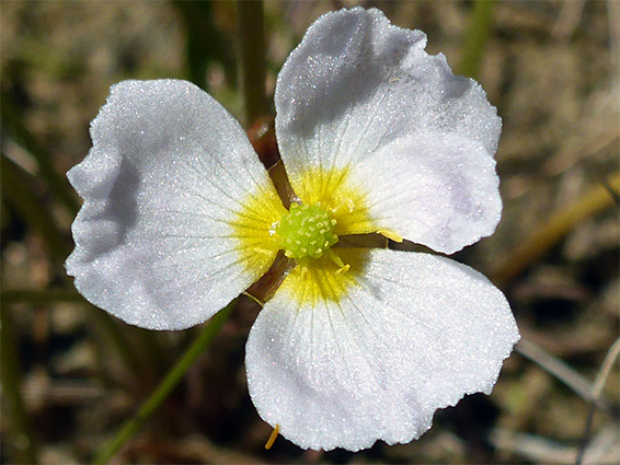 Baldellia ranunculoides (lesser water-plantain), Kenfig, Bridgend