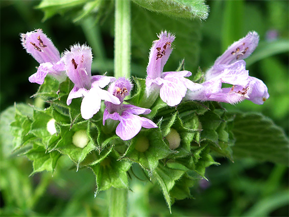 Pale pink flowers