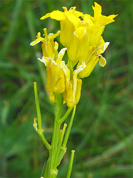 Yellow flowers