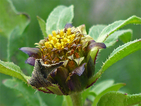 Bidens tripartita (trifid bur-marigold), Pilning Wetlands, Gloucestershire