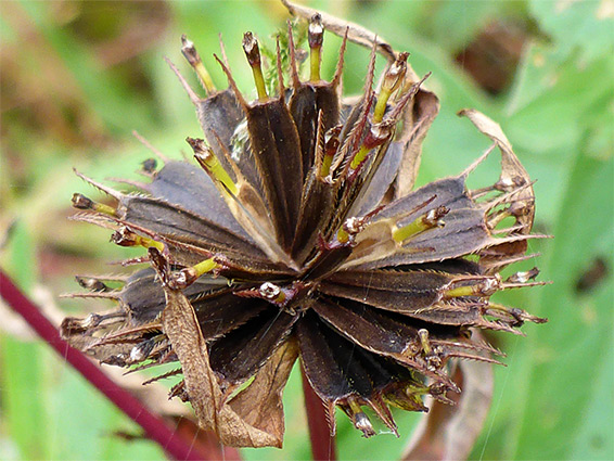 Seeds