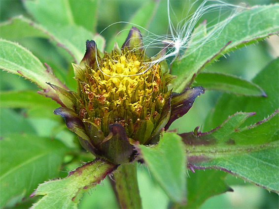 Yellow flowerhead