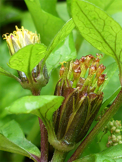 Leaves and flowerheads