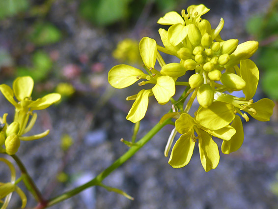 Brassica nigra (black mustard), Sully Island, Vale of Glamorgan