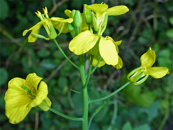 Wild cabbage (brassica oleracea), Portbury Wharf, Somserset